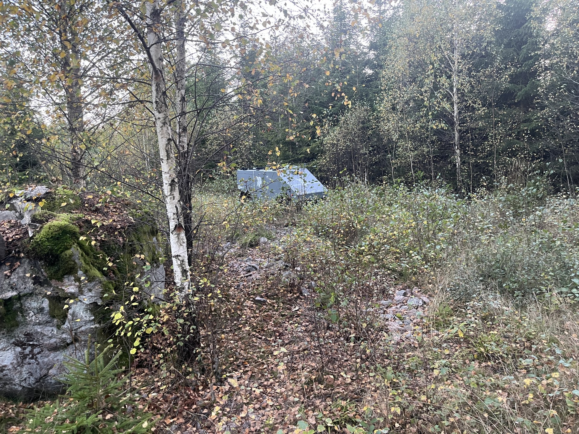 Eira X among birch trees, rocks and undergrowth in the woods